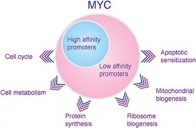 MYC and AMPK–Save Energy or Die!